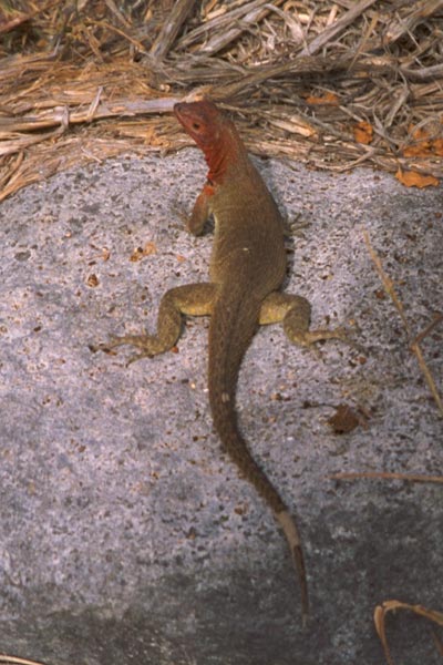 Española Lava Lizard (Microlophus delanonis)