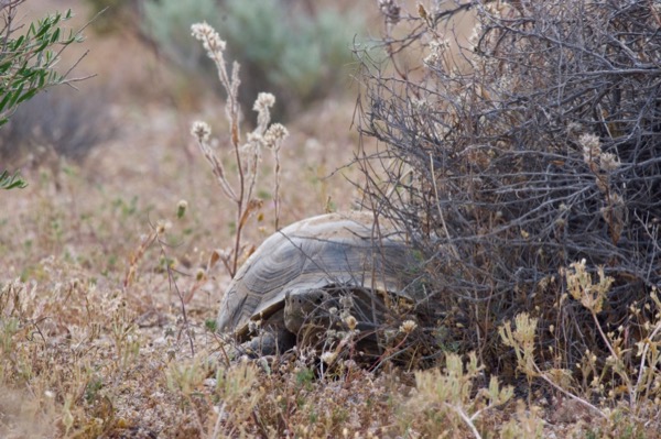 Mohave Desert Tortoise (Gopherus agassizii)