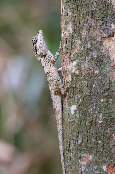 Painted Lip Lizard (Calotes ceylonensis)