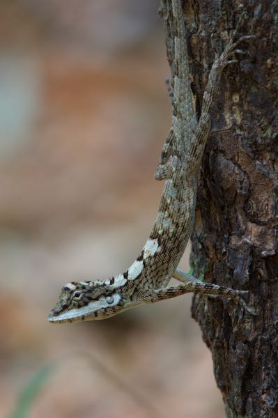 Painted Lip Lizard (Calotes ceylonensis)