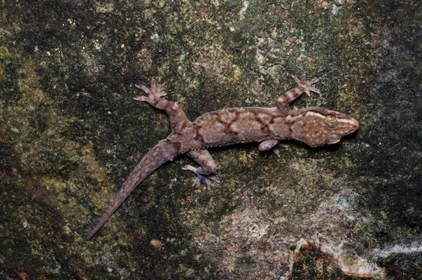 Kandyan Gecko (Hemidactylus depressus)