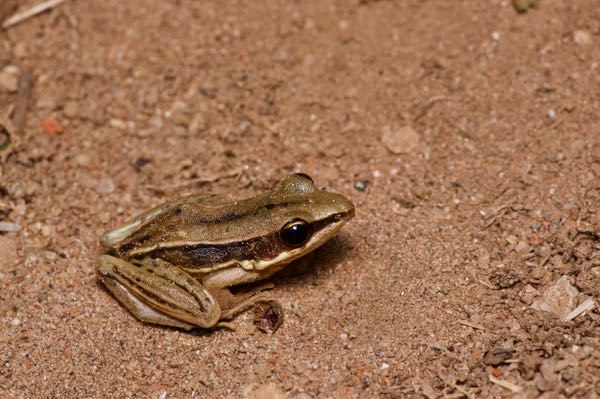 Sri Lanka Wood Frog (Hydrophylax gracilis)