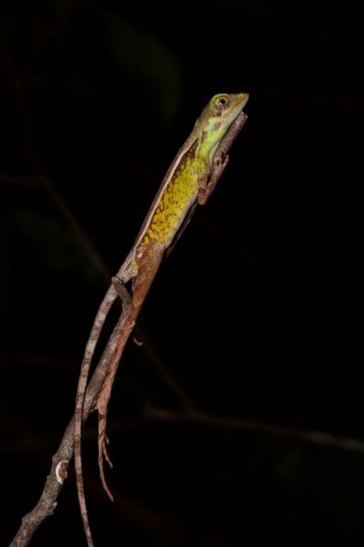 Black-spotted Kangaroo Lizard (Otocryptis nigristigma)