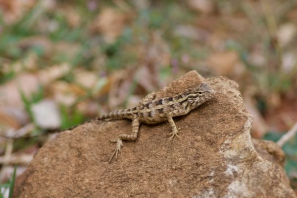 Oriental Garden Lizard (Calotes versicolor)