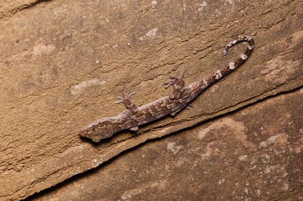 Dumbara Bent-toed Gecko (Cyrtodactylus soba)