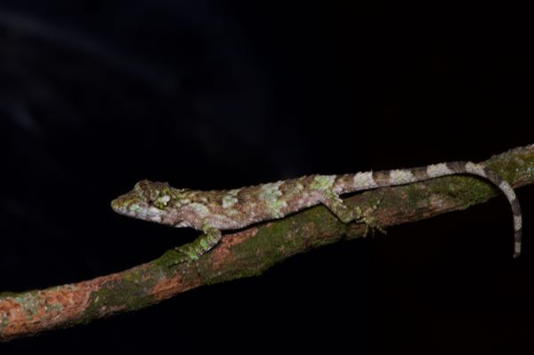 Knuckles Pygmy Lizard (Cophotis dumbara)