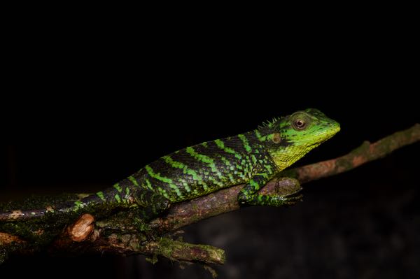 Pethiyagoda’s Crestless Lizard (Calotes pethiyagodai)