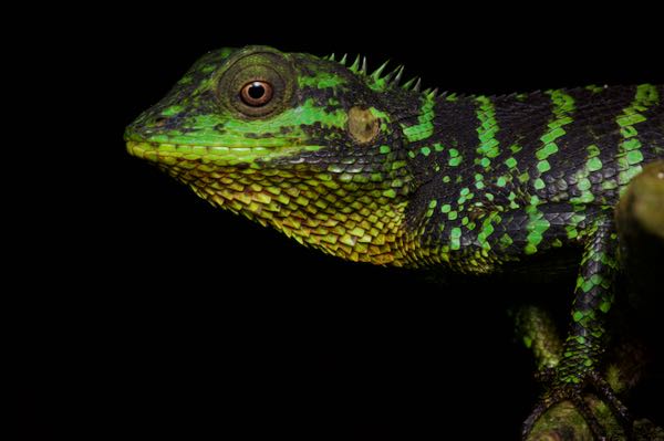 Pethiyagoda’s Crestless Lizard (Calotes pethiyagodai)