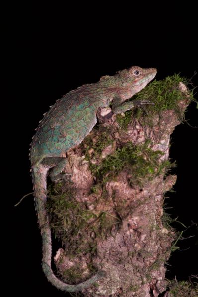 Knuckles Pygmy Lizard (Cophotis dumbara)