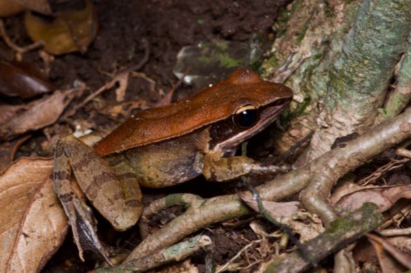 Günther’s Golden-backed Frog (Indosylvirana temporalis)