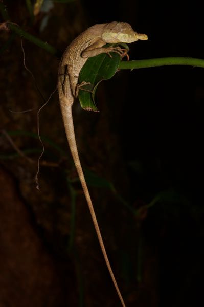 Leafnose Lizard (Ceratophora tennentii)
