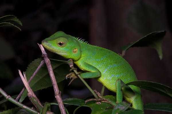 Pethiyagoda’s Crestless Lizard (Calotes pethiyagodai)