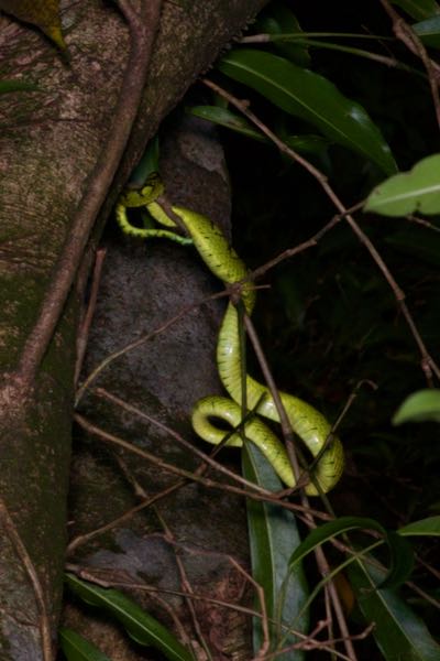 Sri Lankan Green Pit Viper (Craspedocephalus trigonocephalus)