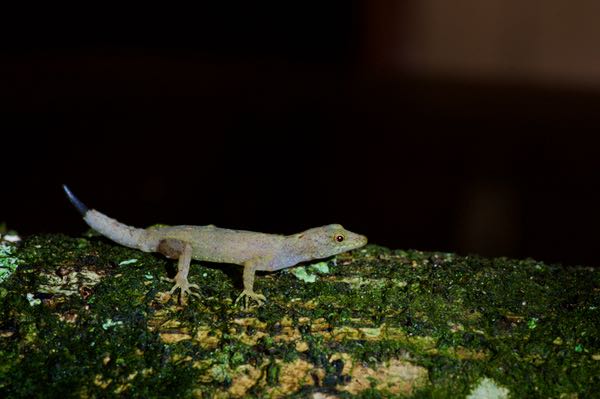 Gammaduwa Day Gecko (Cnemaspis kallima)