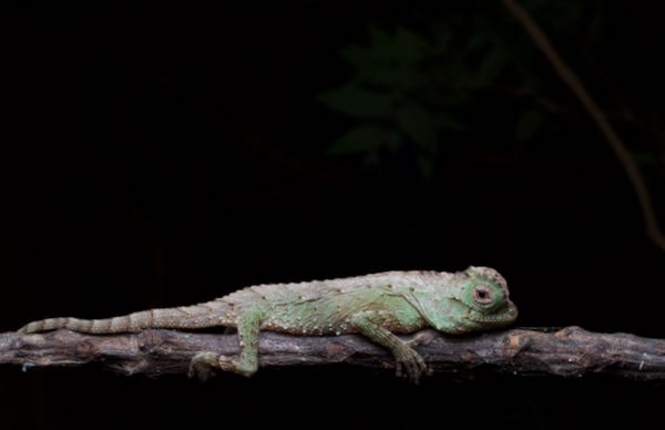 Hump-nosed Lizard (Lyriocephalus scutatus)