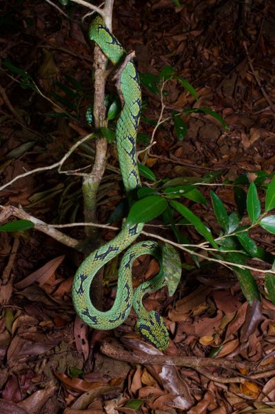 Sri Lankan Green Pit Viper (Craspedocephalus trigonocephalus)