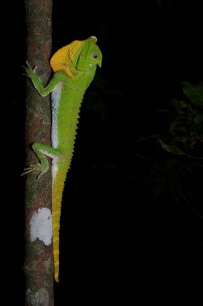 Hump-nosed Lizard (Lyriocephalus scutatus)