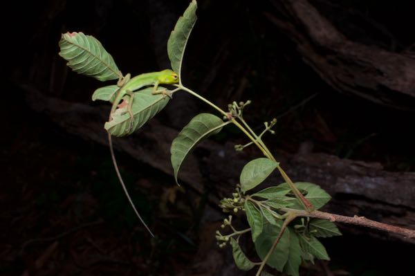 Common Green Forest Lizard (Calotes calotes)