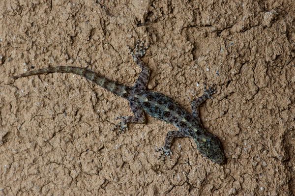 Spotted Round-eyed Gecko (Cnemaspis punctata)