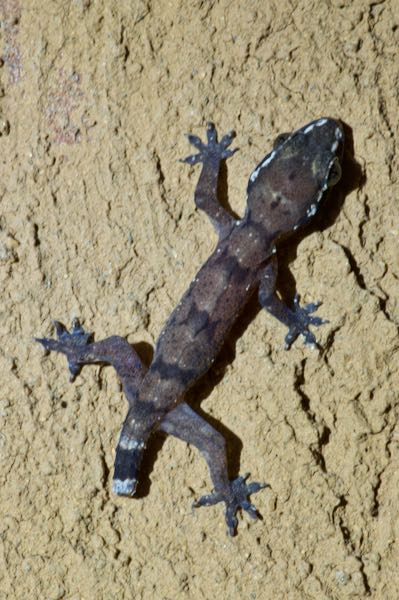 Kandyan Gecko (Hemidactylus depressus)