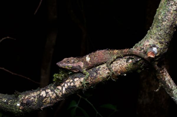 Knuckles Pygmy Lizard (Cophotis dumbara)