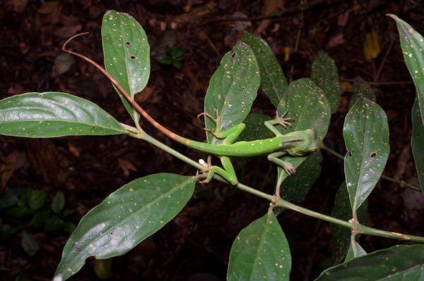 Pethiyagoda’s Crestless Lizard (Calotes pethiyagodai)