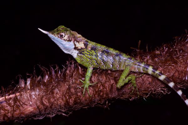 Rhino Horn Lizard (Ceratophora stoddartii)