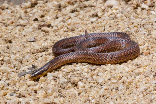 Common Rough-sided Snake (Aspidura trachyprocta)