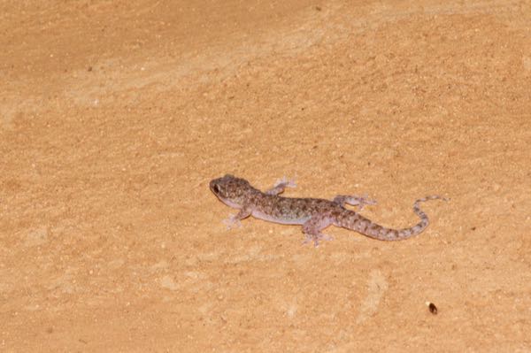 Sri Lankan Spotted House Gecko (Hemidactylus parvimaculatus)