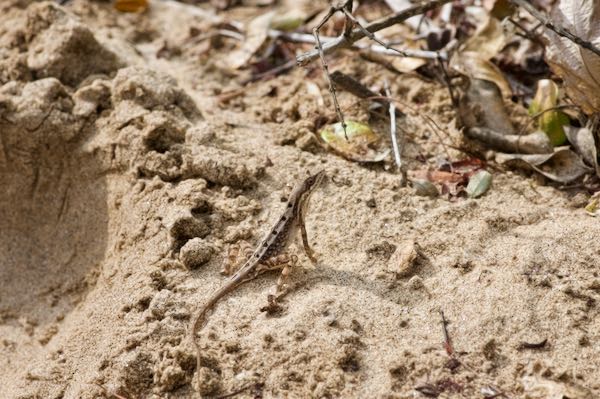 Pondichéry Fan-throated Lizard (Sitana ponticeriana)