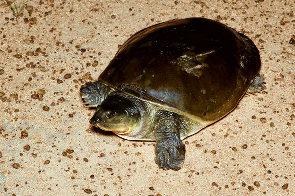 Sri Lanka Softshell Turtle (Lissemys ceylonensis)