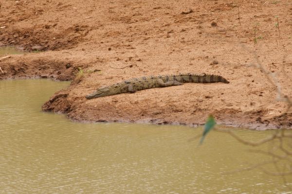 Mugger Crocodile (Crocodylus palustris)