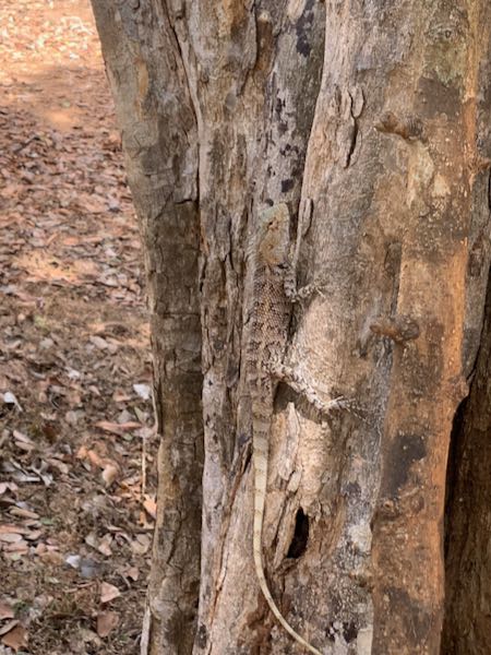 Oriental Garden Lizard (Calotes versicolor)