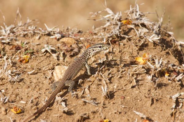 Bengal Monitor (Varanus bengalensis)