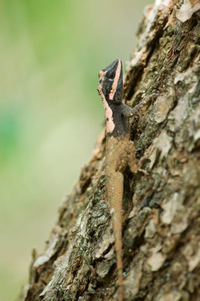 Painted Lip Lizard (Calotes ceylonensis)