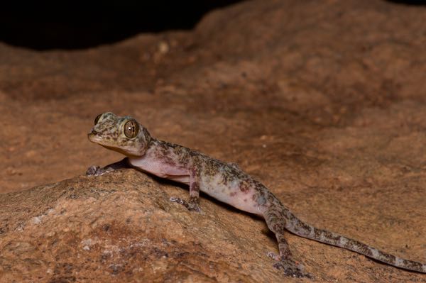Sri Lankan Golden Gecko (Calodactylodes illingworthorum)