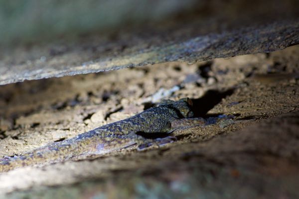 Spotted Giant Gecko (Hemidactylus hunae)