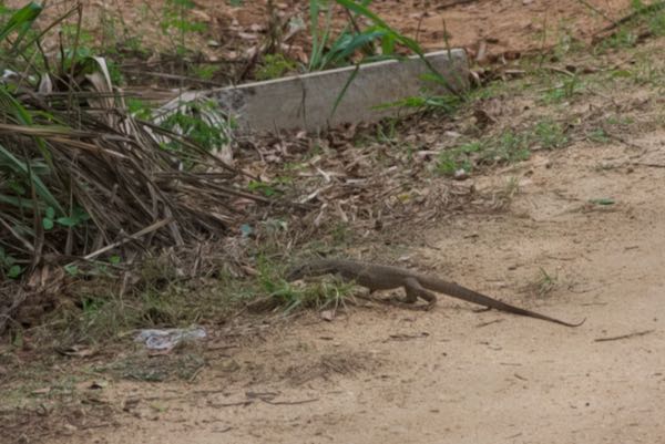 Bengal Monitor (Varanus bengalensis)