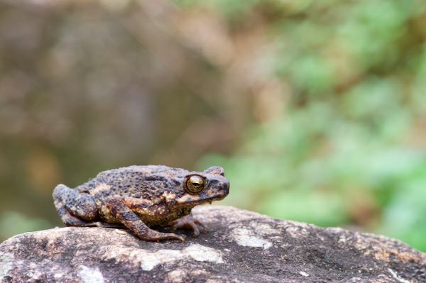Kelaart’s Dwarf Toad (Adenomus kelaartii)