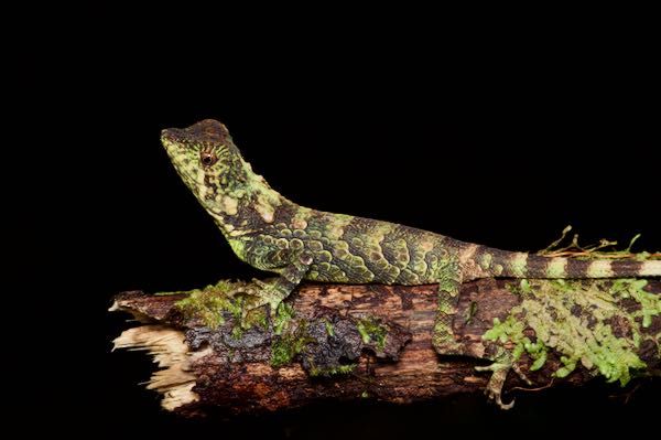Erdelen’s Horned Lizard (Ceratophora erdeleni)