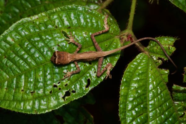 Sri Lankan Kangaroo Lizard (Otocryptis wiegmanni)