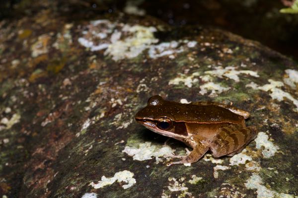 Günther’s Golden-backed Frog (Indosylvirana temporalis)