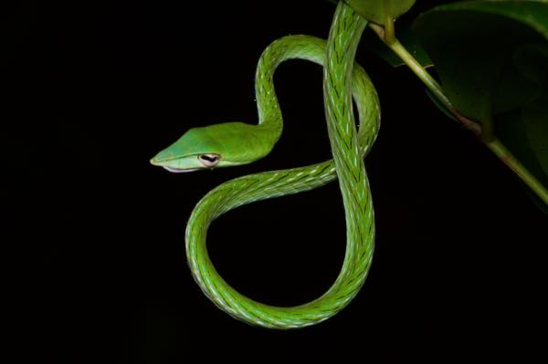 Green Vine Snake (Ahaetulla nasuta)