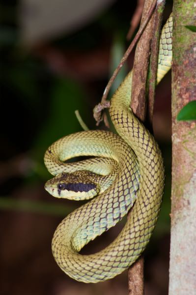 Sri Lankan Green Pit Viper (Craspedocephalus trigonocephalus)