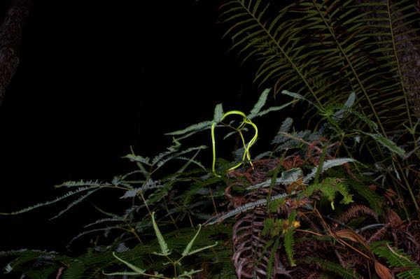 Green Vine Snake (Ahaetulla nasuta)