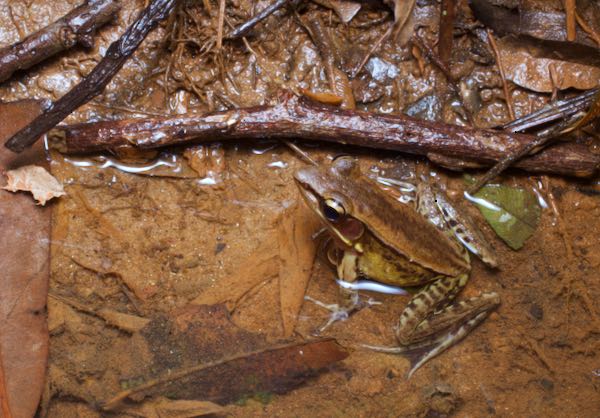 Günther’s Golden-backed Frog (Indosylvirana temporalis)