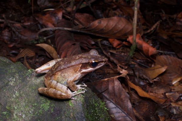 Günther’s Golden-backed Frog (Indosylvirana temporalis)