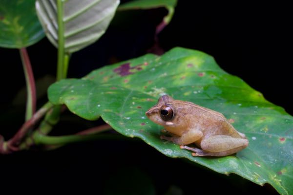Labungama Shrub Frog (Pseudophilautus abundus)
