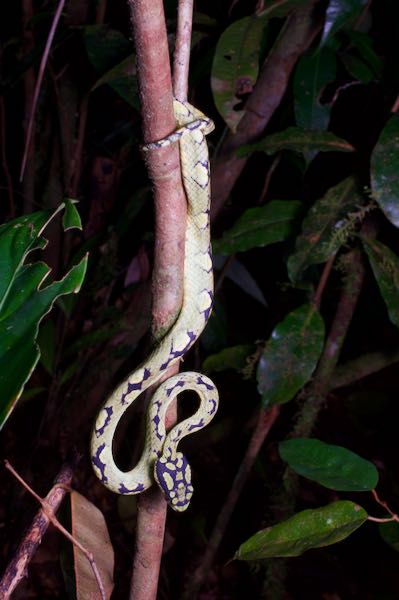 Sri Lankan Green Pit Viper (Craspedocephalus trigonocephalus)