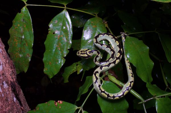 Sri Lankan Green Pit Viper (Craspedocephalus trigonocephalus)